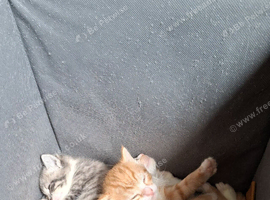 Kittens