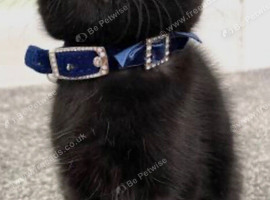 British shorthair x tabby male kitten