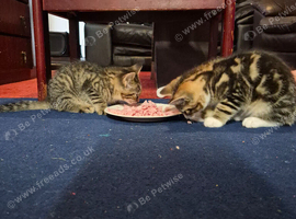 Kittens