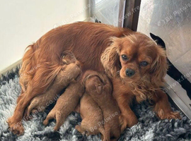 2 male &2 female cavapoo