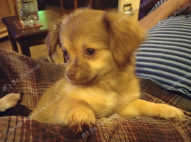 Chihuahua Boy - Ready for loving home