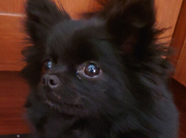 Pomeranians