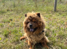 Chow chow proven stud