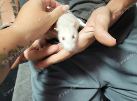 2 male rats