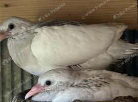 Pigeon