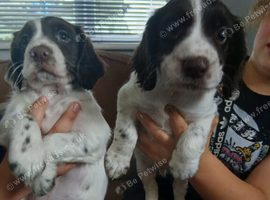 Chocolate roan cocker spaniel