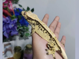 Extreme cream harlequin male