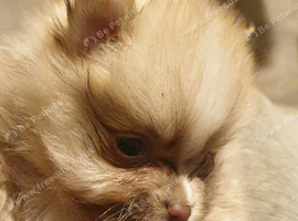 Pomeranian puppies ready end of Aug taking deposits now