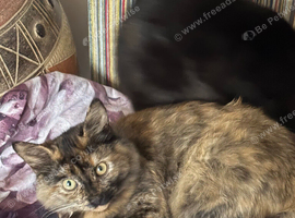 Chubby brown kitty for sale