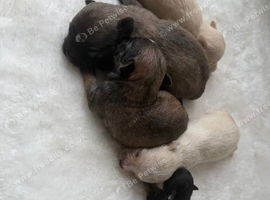 Micro Pomchi