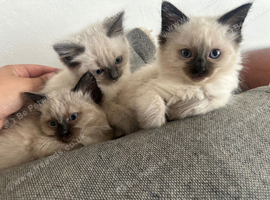 Seal point RAGDOLLS