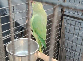 Female ring neck