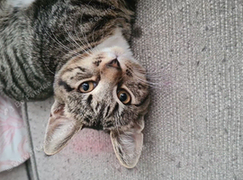 Tabby Kitten