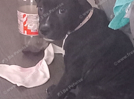 Staffy pup 12 w