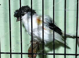 Harlequin hen