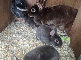 Standard rex rabbits