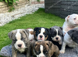 Beautiful Old English Bulldogge f2 puppies