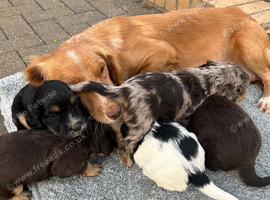 Cocker spaniel female puppy