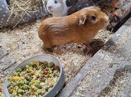 2 female piggy's with cage and run