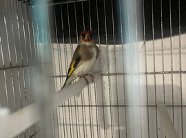 Himalayan goldfinches for sale