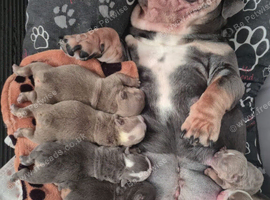 English bulldog