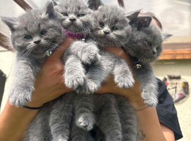 4 kittens ready for a new home