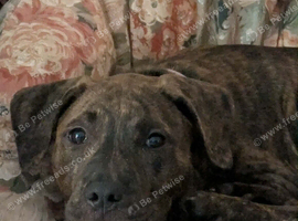 Brindle staffordshire puppy