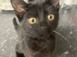 1 female Siamese kitten in need of a new home asap