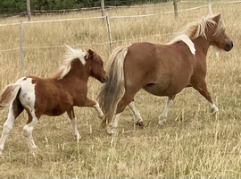 Shetland Mini Filly Foal