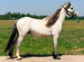 Welsh a gelding 2 year old.