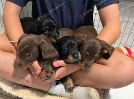 Miniature dachshund