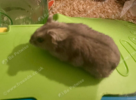 Russian dwarf hamster for rehoming