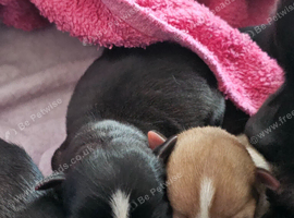 Chihuahua puppies