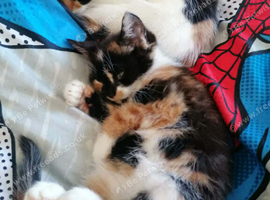 ** Two Beautiful Female Kittens &ndash; 12 Weeks Old &ndash; Ready for Their Forever Homes **
