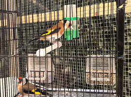 Goldfinch breeding pair
