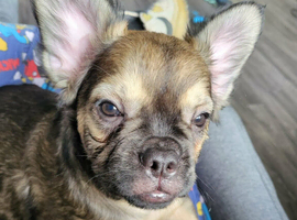 Frenchbull dog cross chihuahua