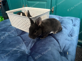 PURE REX RABBIT KITS &mdash; NOW AVAILABLE FOR RESERVATION