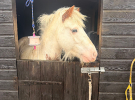 Lovely 12.2hh 5-Year-Old Cob Gelding