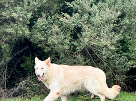 Female German Shepherd