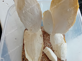 Cuttlefish bone  ,sand, mixed grit about 5kl