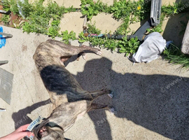 Saluki whippet bull greyhound 11 month old
