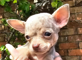 Stunning short haired chihuahua puppies