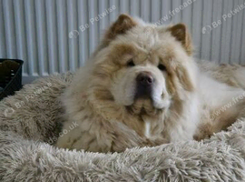Male and female chow chow