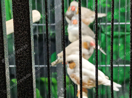 4 Zebra Finches 2026 Birds