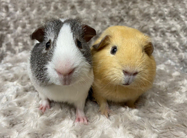 Gorgeous Baby Guinea Pigs. &pound;20 each!