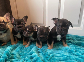 Litter of 5 ready for their forever homes