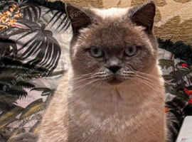 British shorthair