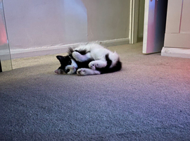 Kitty