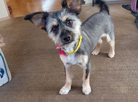 Female mixed terrier