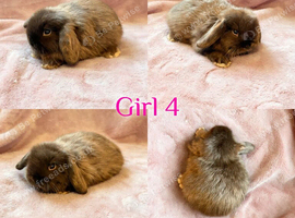 Baby Mini Lops (Ready 8/08)